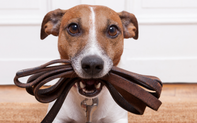 Brut- & Setzzeit: Bitte leinen Sie Ihre Hunde an