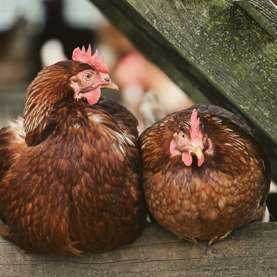 Tierseuchenbehördliche Allgemeinverfügung zum Schutz vor der Hochpathogenen Aviären Influenza (Vogelgrippe)