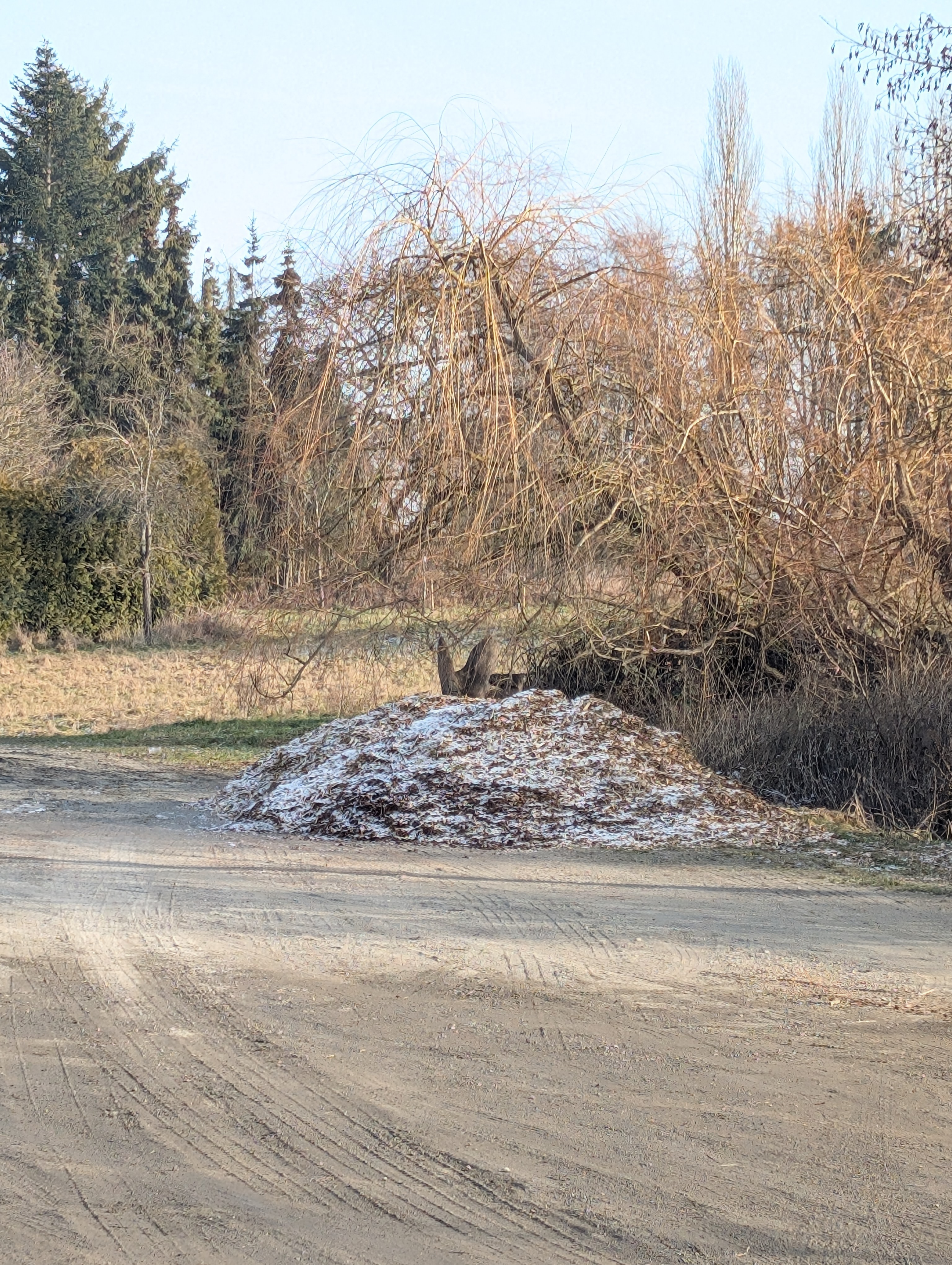 Häckselgut zum Abholen